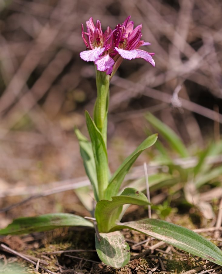 Orchidee di Marzo - Dalla Grecia con passione